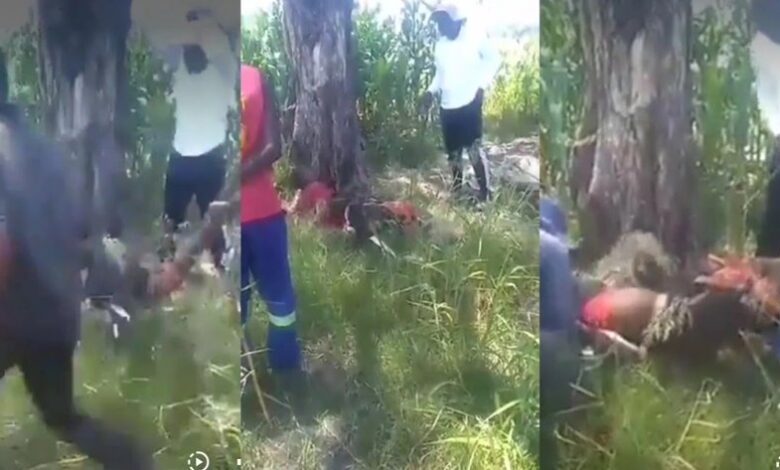 Sugarcane Thief Beaten Image: Internet
